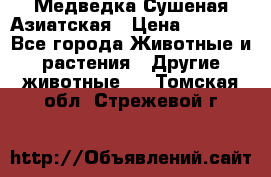 Медведка Сушеная Азиатская › Цена ­ 1 400 - Все города Животные и растения » Другие животные   . Томская обл.,Стрежевой г.